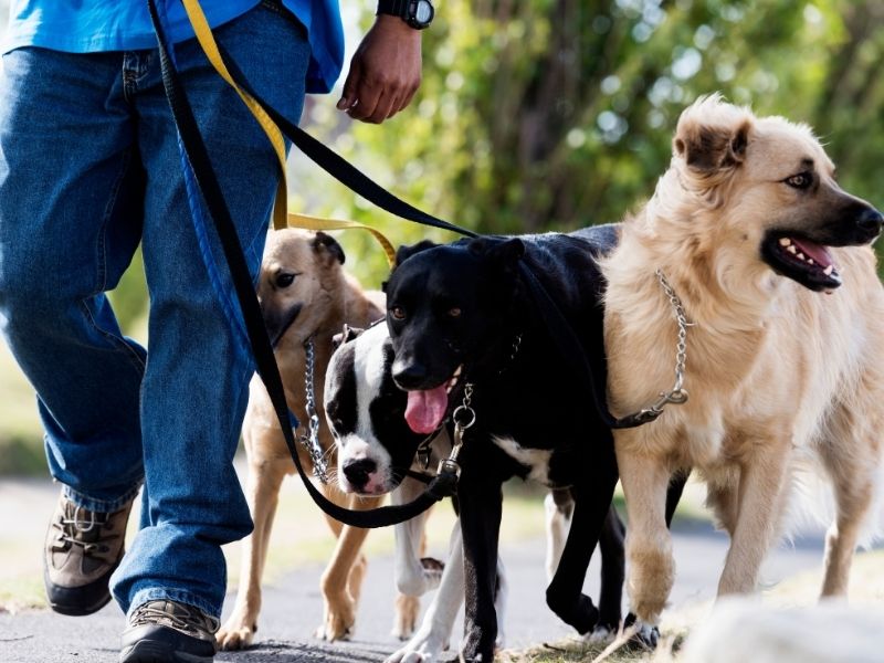 Dogwalker Dogwalker