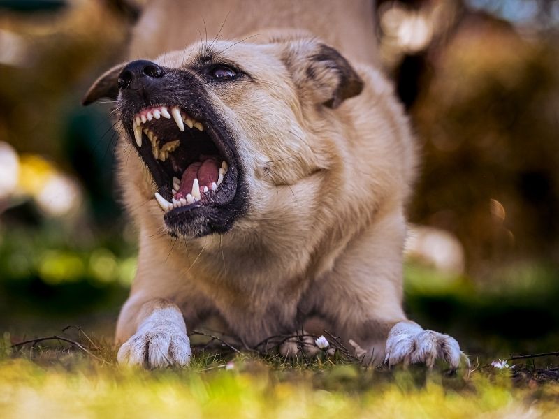 Gefährlichster Hund der Welt