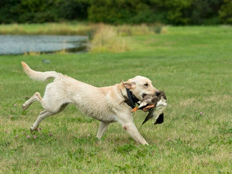 Haben alle Hunde einen Jagdtrieb Haben alle Hunde einen Jagdtrieb