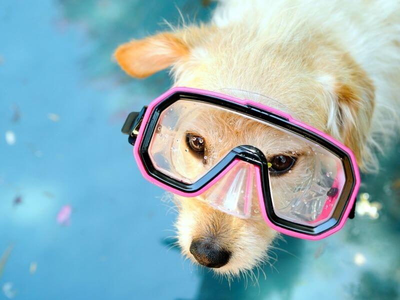 Hund an Wasser gewöhnen - Das ist wichtig