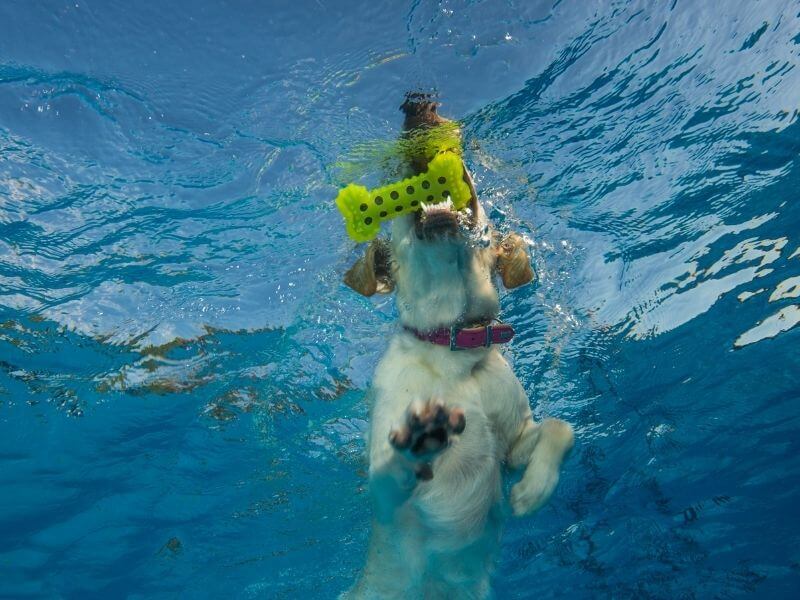 Hund hat Angst vor Wasser