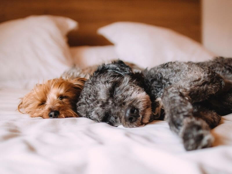 Hund ruhig stellen