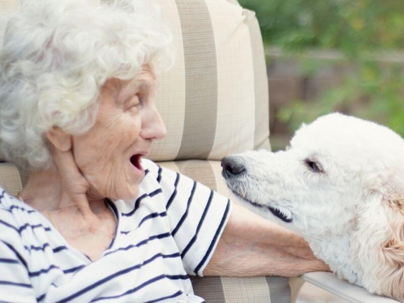 Hunde an Senioren vermitteln - Geht das?