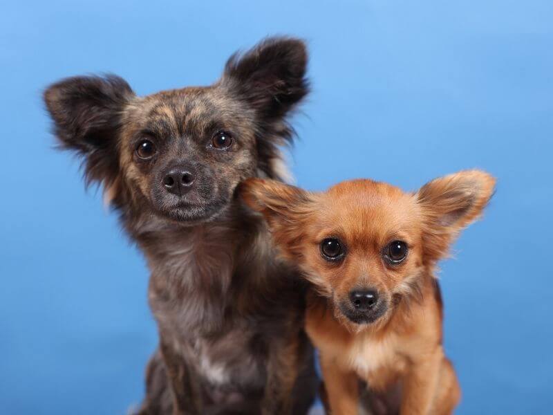 Hunde die immer klein bleiben
