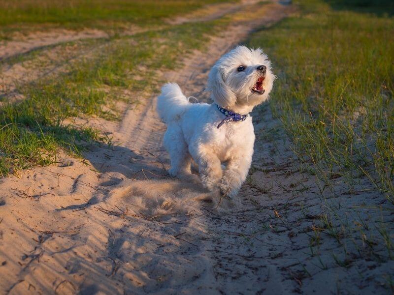 Hunde die wenig bellen