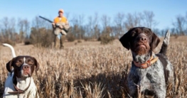 Hunde ohne Jagdtrieb