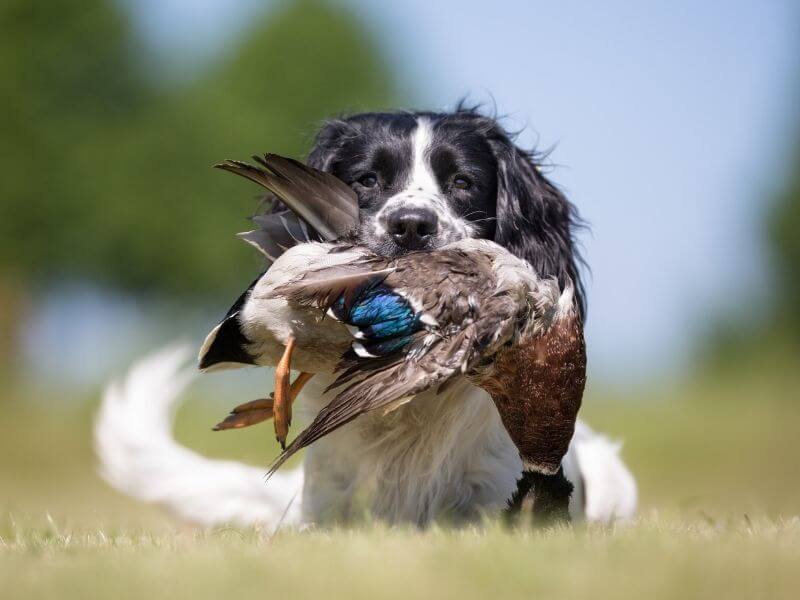 Hunde ohne Jagdtrieb und nicht haarend Hunde ohne Jagdtrieb und nicht haarend