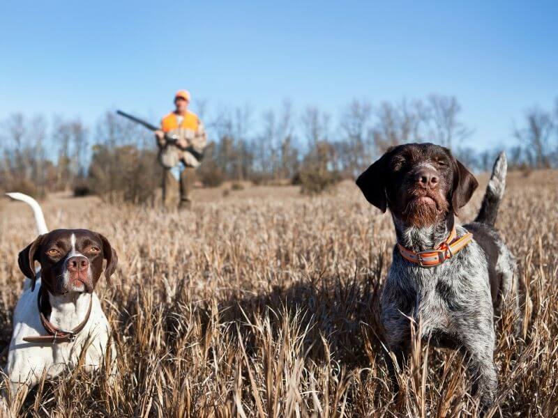 Hunde ohne Jagdtrieb Hunde ohne Jagdtrieb