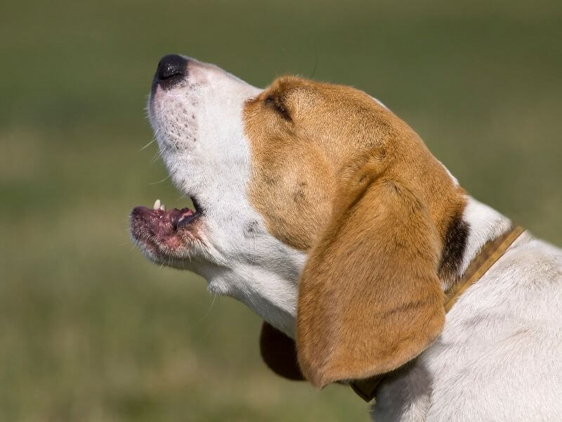 Hunde bellen abgewöhnen 6 Hunderassen, die wenig bellen