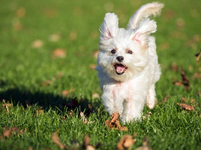 giftige Pflanzen für Hunde Kleine Hunde Pflege