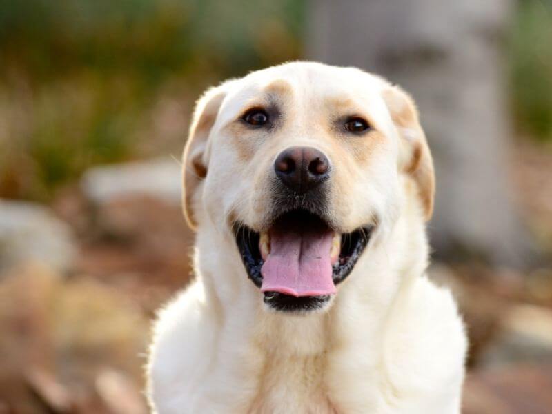 Labrador Retriever charakter