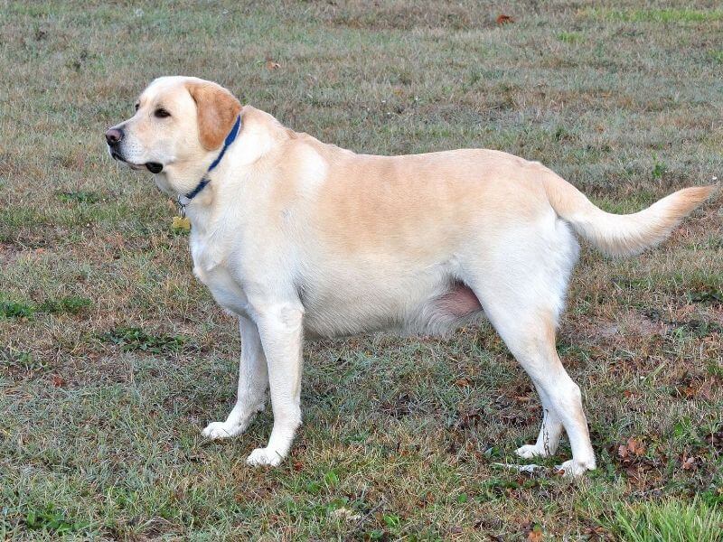 Labrador Retriever größe