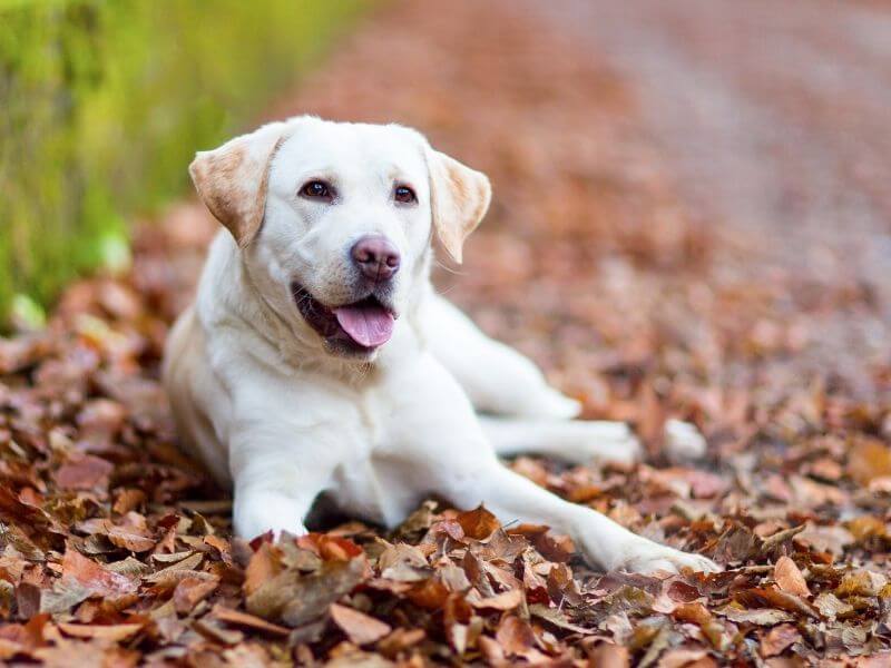 Labrador Retriever kaufen