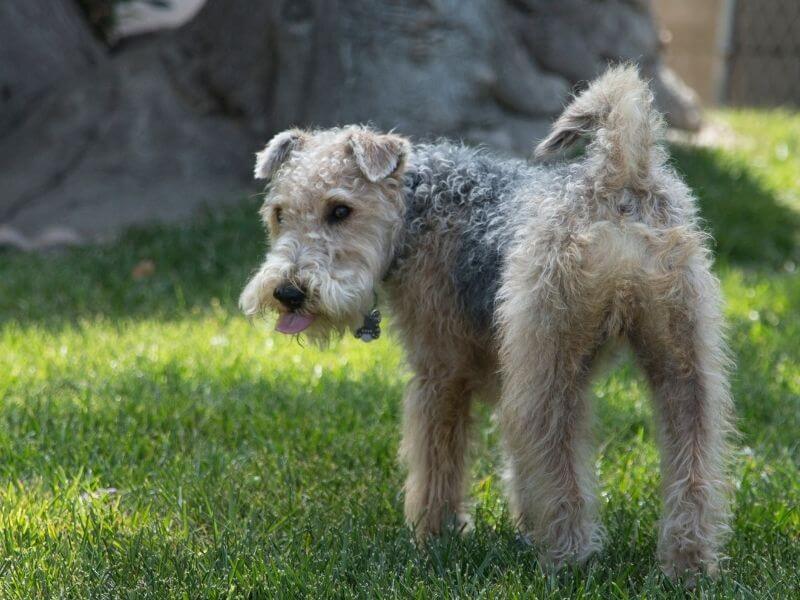 Lakeland Terrier charakter Lakeland Terrier charakter