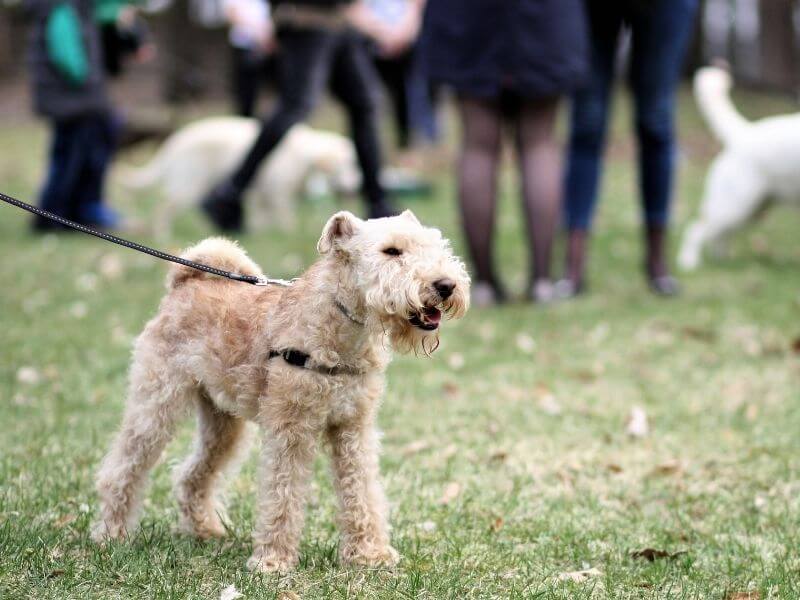 Lakeland Terrier erziehung Lakeland Terrier erziehung