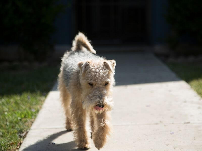 Lakeland Terrier größe Lakeland Terrier größe