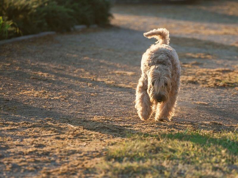 Lakeland Terrier kaufen