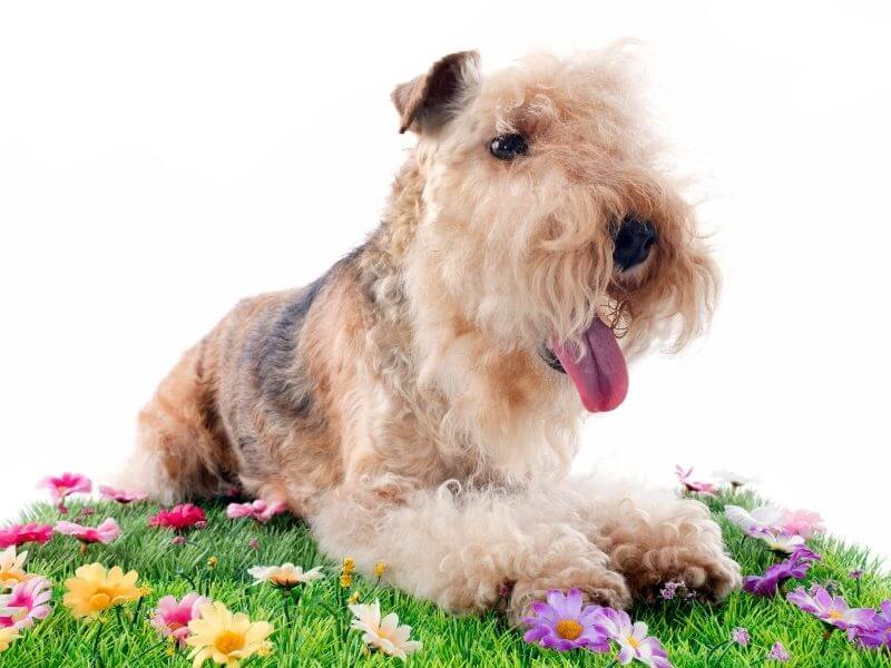 Lakeland Terrier welpen Lakeland Terrier welpen