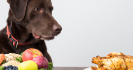 Lebensmittel die Hunde nicht essen dürfen