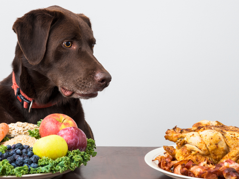Lebensmittel die Hunde nicht essen dürfen Lebensmittel die Hunde nicht essen dürfen