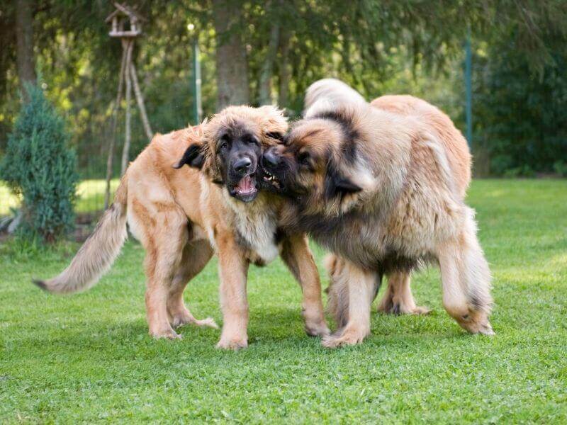 Leonberger charakter