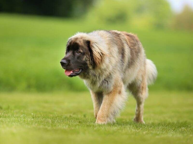 Leonberger größe