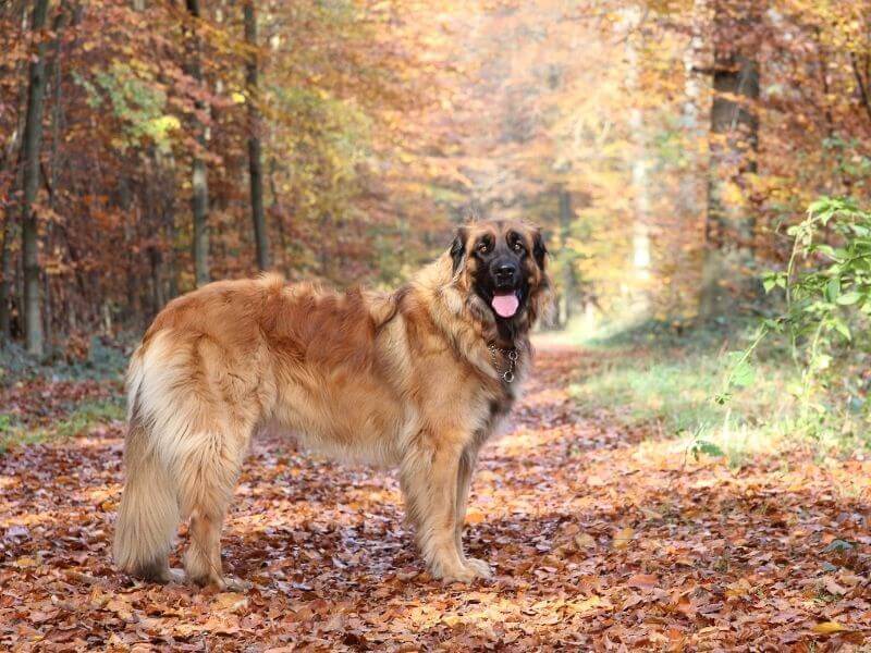 Leonberger kaufen