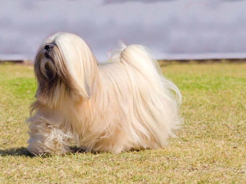 Weiße Hunderassen Lhasa Apso Lhasa Apso charakter