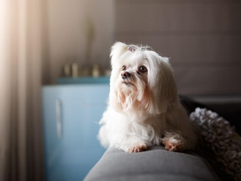 Lhasa Apso 22 Lhasa Apso erziehung