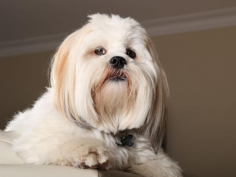 Hunde mit langen Ohren Lhasa Apso größe Lhasa Apso größe