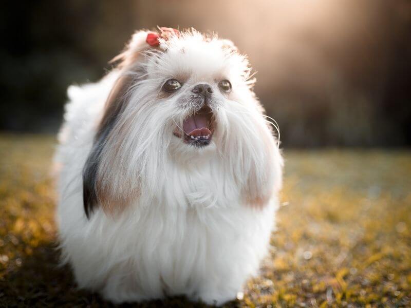 Lhasa Apso 21 Lhasa Apso kaufen