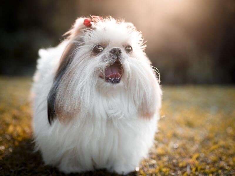 Lhasa Apso kaufen