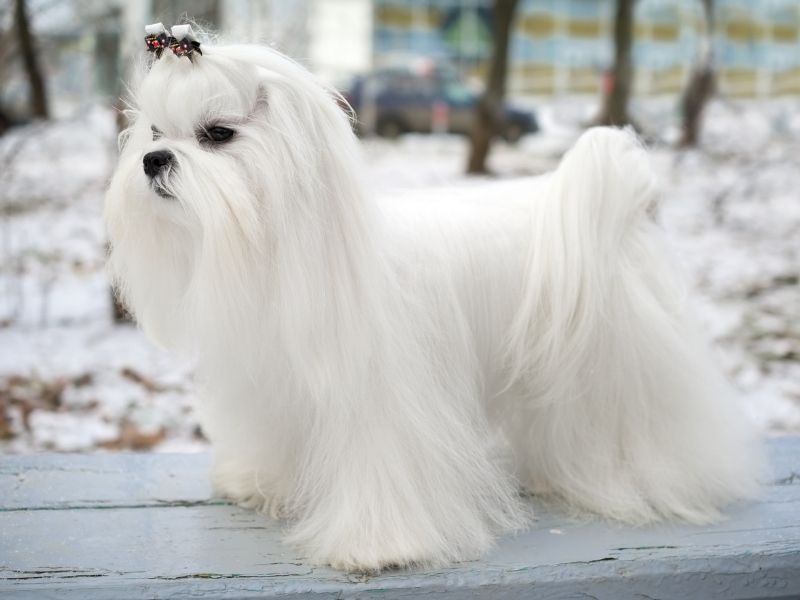 Weiße Hunderassen Malteser kaufen