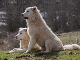 Maremmen Abruzzen Schäferhund welpen