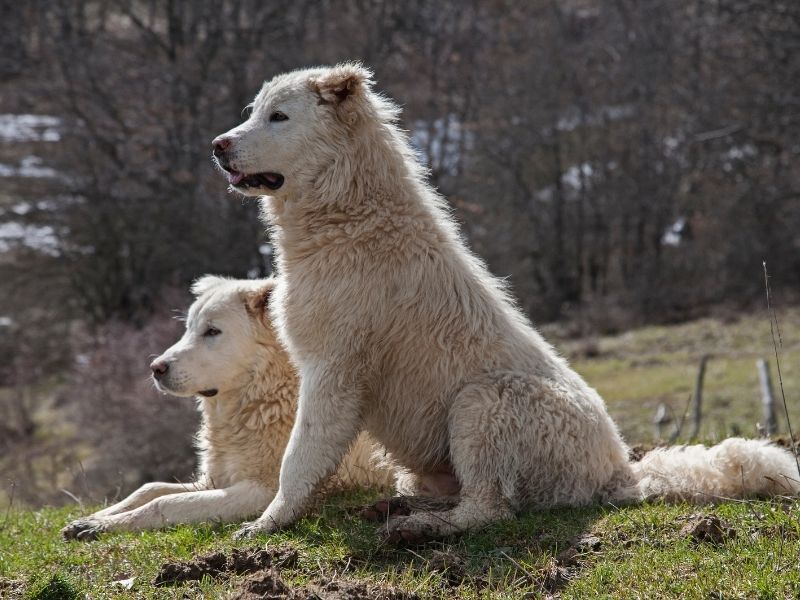 Weiße Hunderasse Maremmen Abruzzen Schäferhund Maremmen Abruzzen Schäferhund welpen