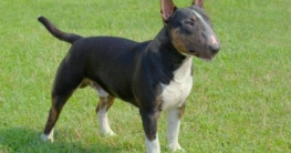 Miniature Bull Terrier größe