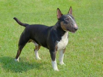 Miniature Bull Terrier größe
