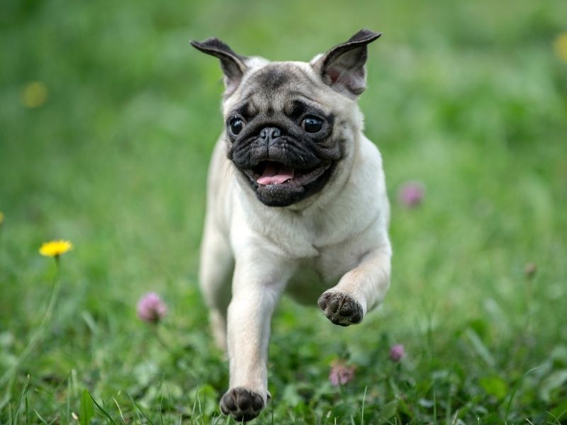 Mops Charakter