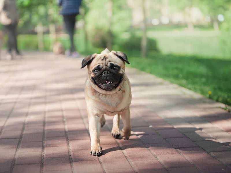 Mops Welpen