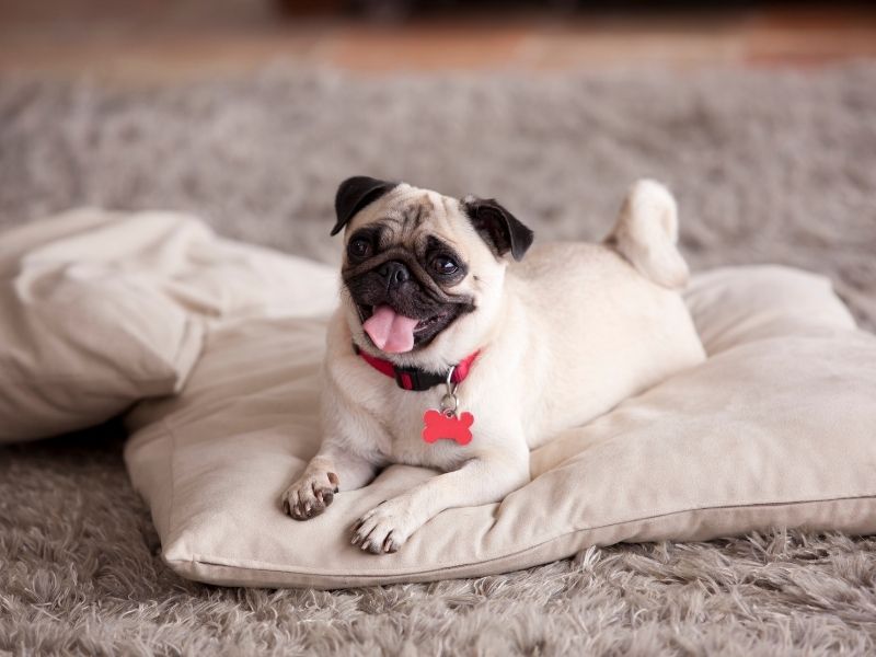 Mops erziehung