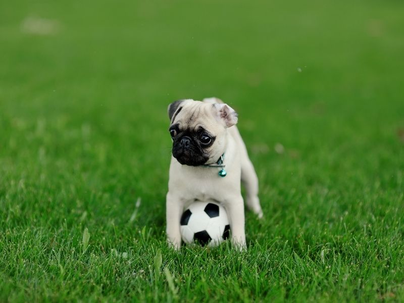 Mops größe (2)