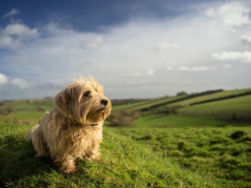 Norfolk Terrier Charakter