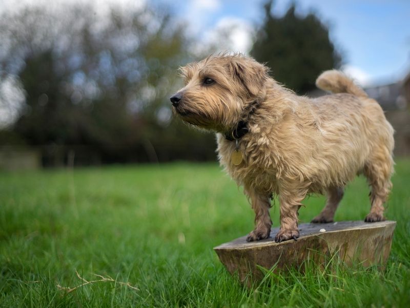 Norfolk Terrier kaufen