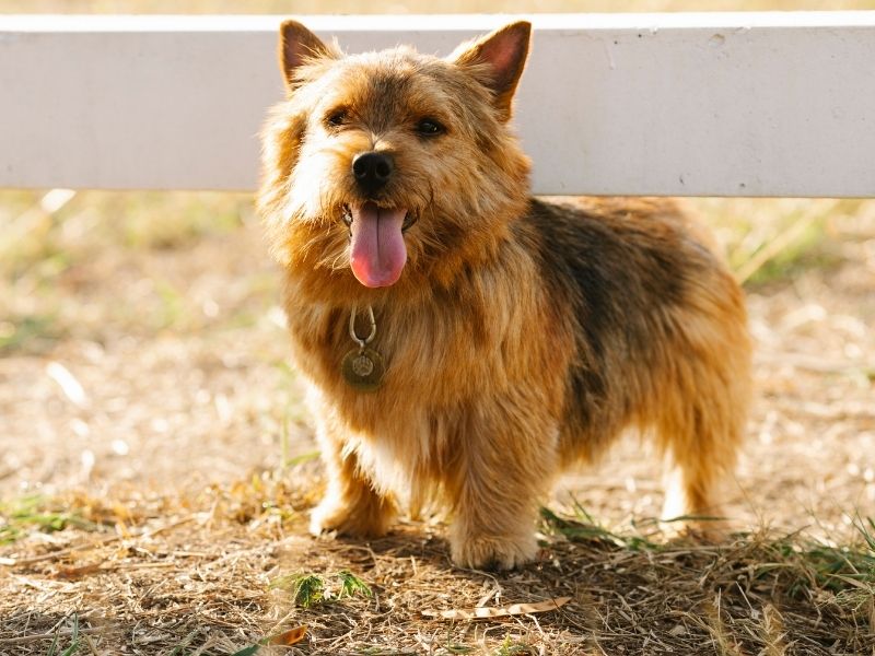 Norwich Terrier charakter Norwich Terrier charakter