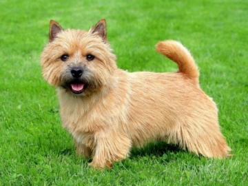 Norwich Terrier erziehung