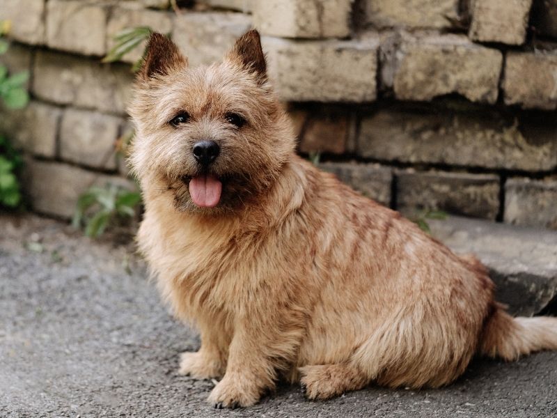 Englische Hunderassen Norwich Terrier größe
