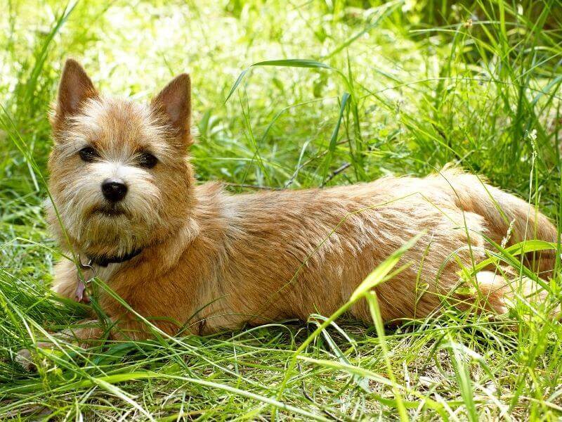 Norwich Terrier kaufen