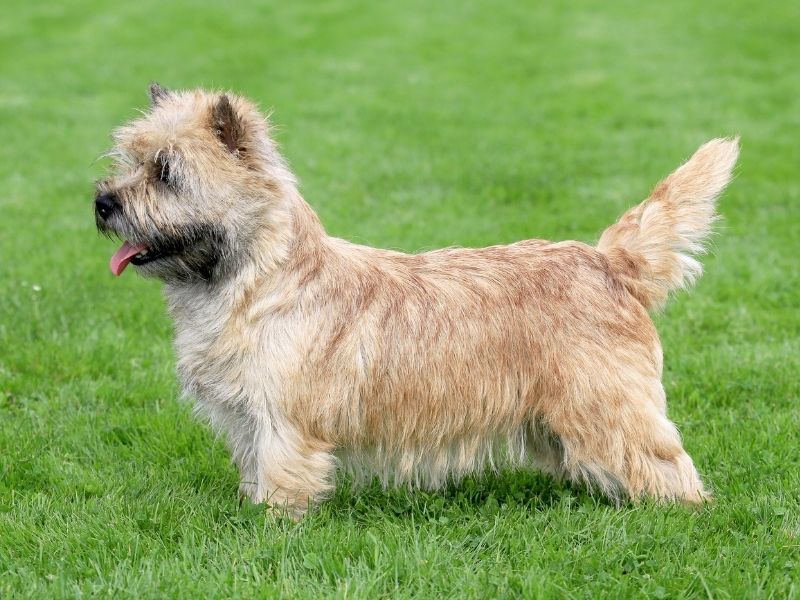 Norwich Terrier welpe