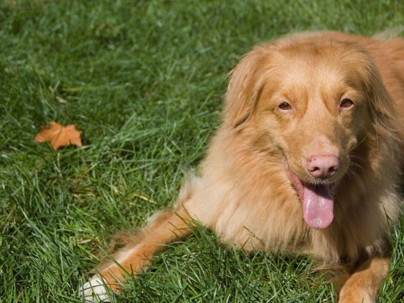 Nova Scotia Duck Tolling Retriever Charakter