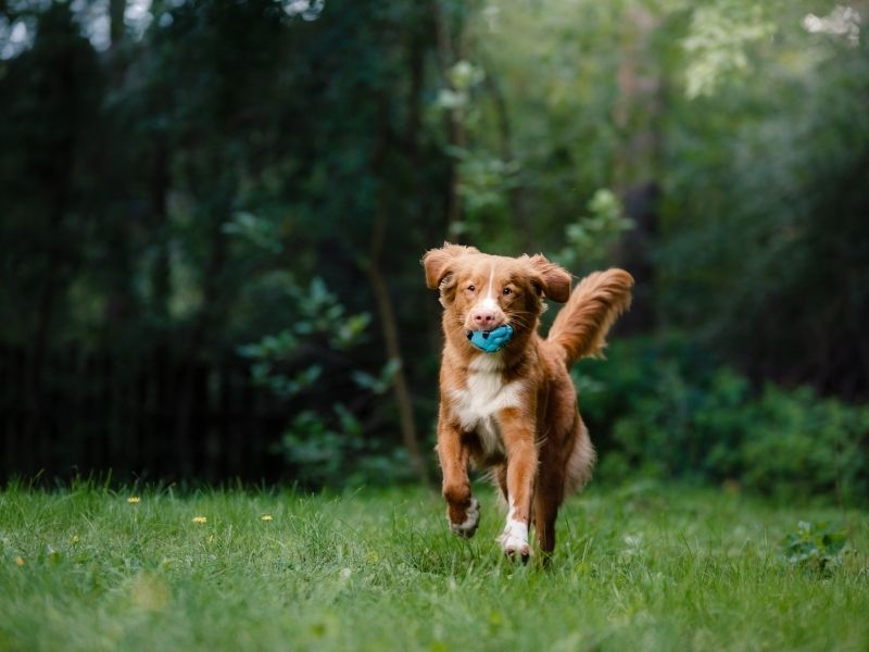 Nova Scotia Duck Tolling Retriever größe